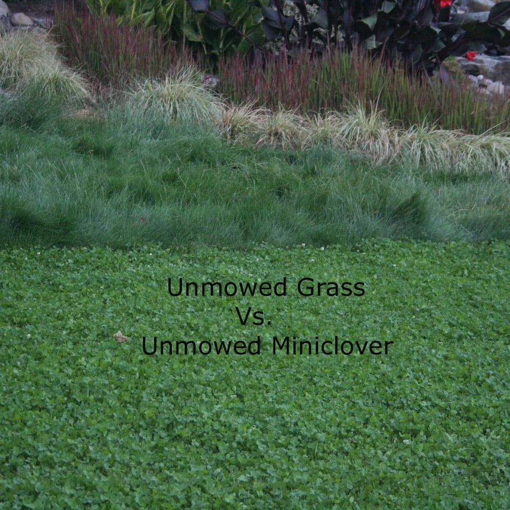 Buy Outsidepride Perennial White Miniclover Clover Seeds For Lawns