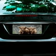 thumbnail image 7 of License Plate,Two Highland Cows with Flowers Decorative Front,Personalized Stainless Steel License Plate Cover For Men Women,12.2" X 6.2", 7 of 7