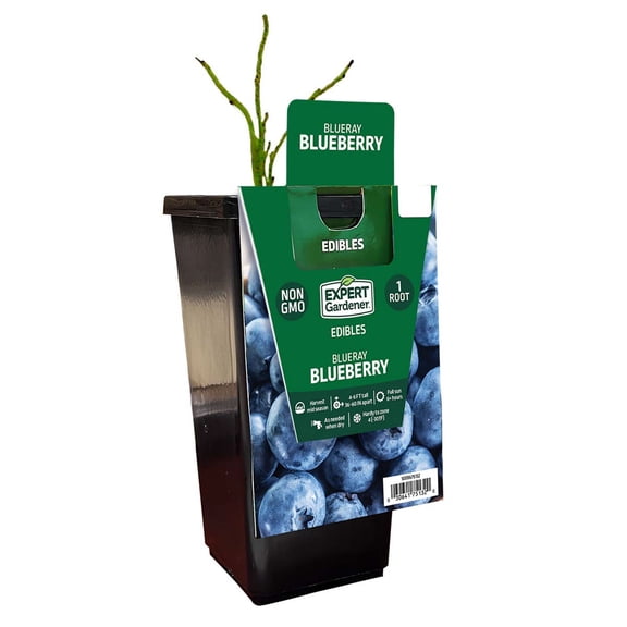 Expert Gardener Blueberry Blueray (1 Dormant Bare Root) Full Sun, Blue, Perennial