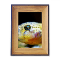 thumbnail image 1 of Marco de imagen de escritorio Unbranded Organismo marino de pequeños peces tropicales 18 x 13 cm, 1 of 4