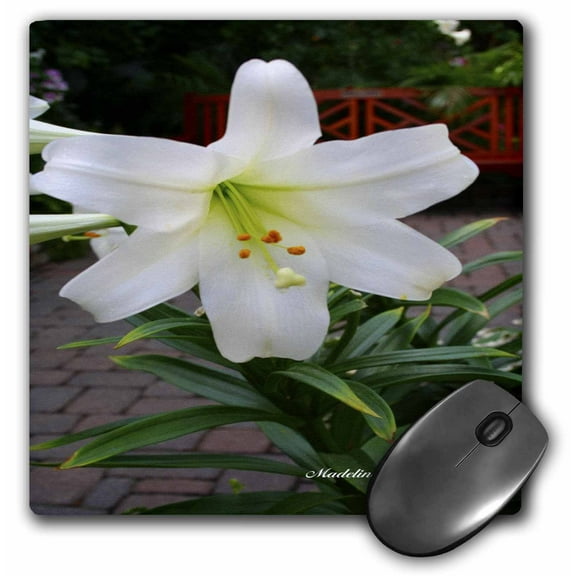 3dRose, Easter Lily Flower - Photography Flowers, MousePad