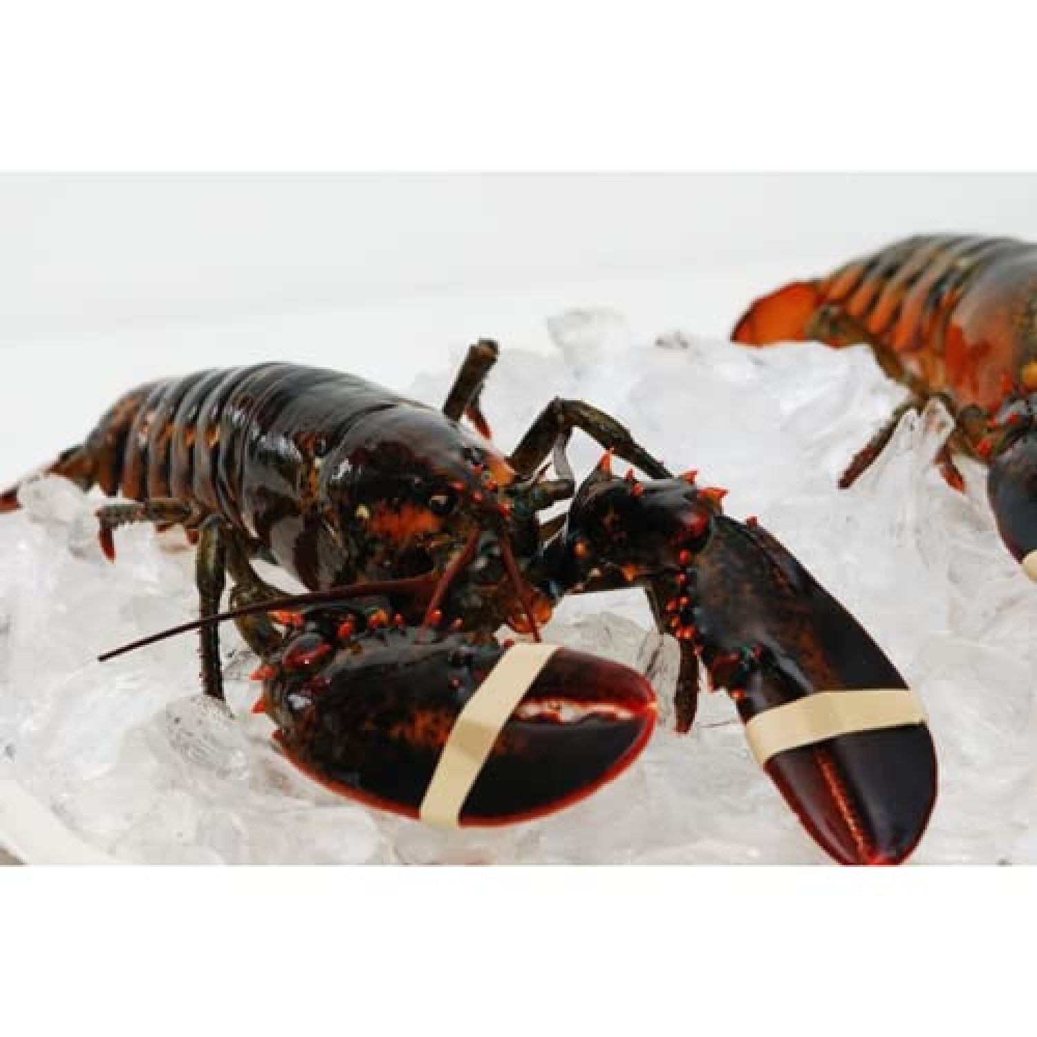 Live New England Lobster 1.25 lb avg, 10 lb case, approximately 8