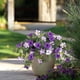 thumbnail image 5 of Decoraci N De Patio Al Aire Libre, Enredaderas De Flores Artificiales, Petunias Para Colgar En La Pared, F Cil De Cuidar Y Duraderas, Dise O Elegante, Para Decoraci N Del Hogar O Bodas, Uso, 5 of 8