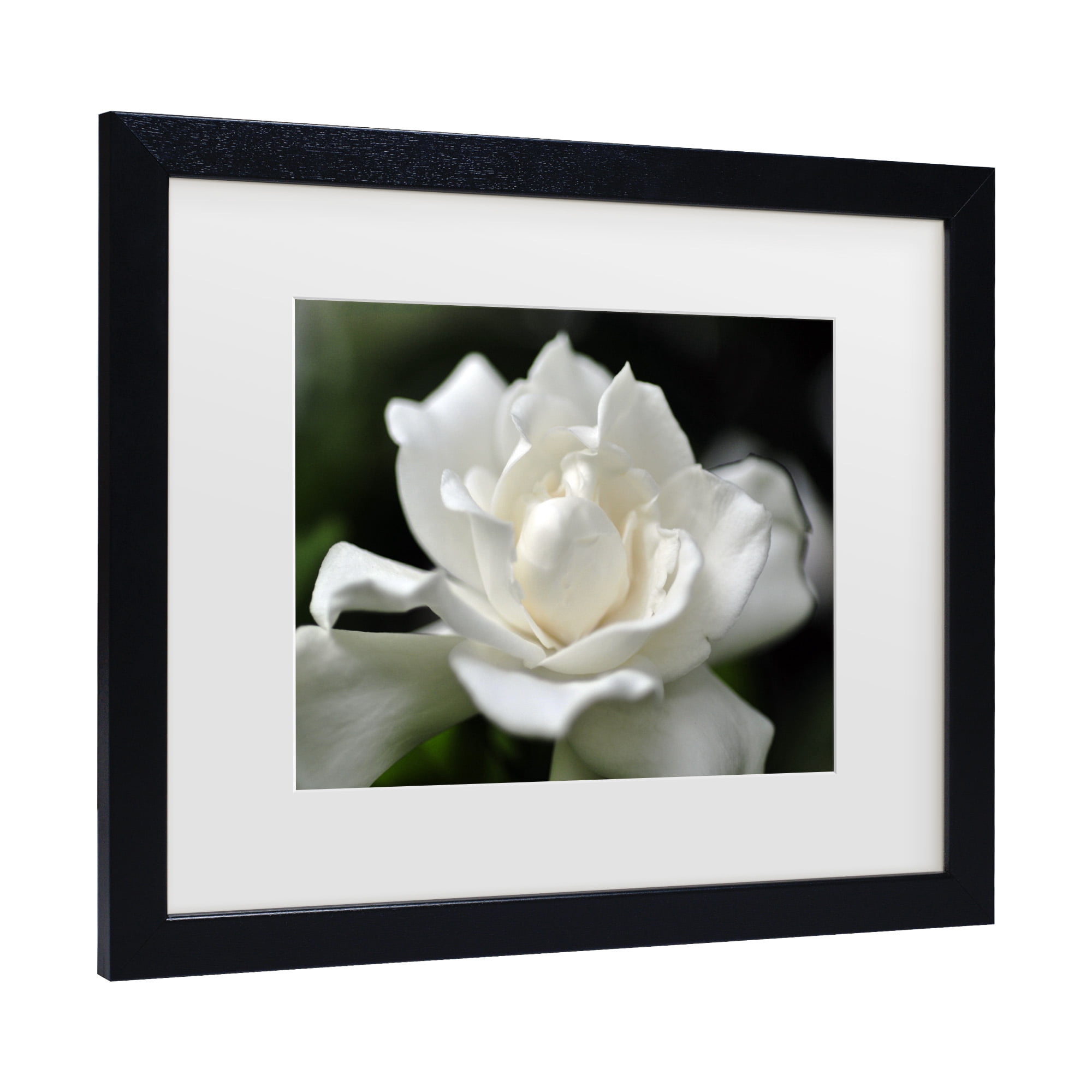 Trademark Fine Art 'Lovely Gardenia' Canvas Art by Kurt Shaffer