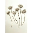 thumbnail image 2 of Blaustein, Alan 11x14 White Modern Wood Framed Museum Art Print Titled - Garden Bloom - 18, 2 of 4