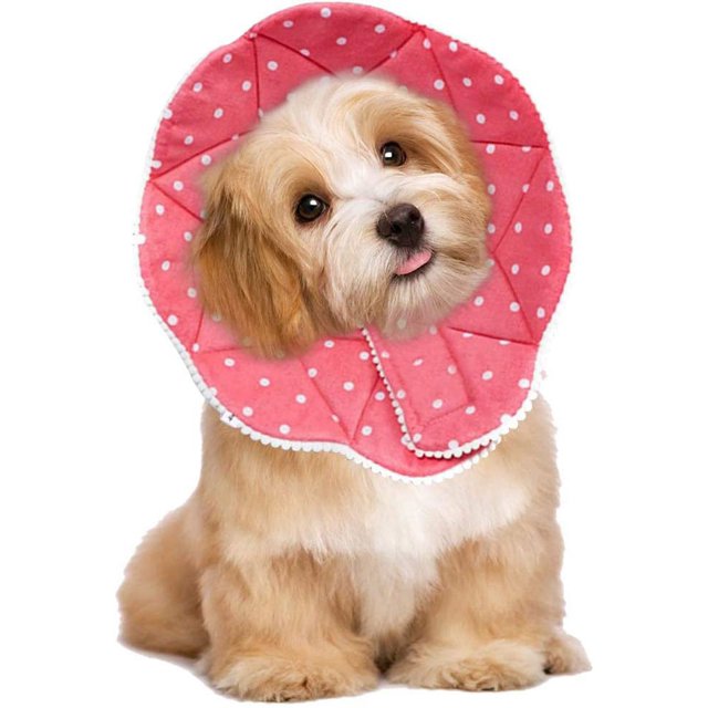 Col Post-Chirurgical Confortable pour Chats et Chiens, Robuste, Imperméable, resi
