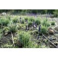 thumbnail image 6 of Plant Good Seed Ivan's Pride Lavender Seeds for Planting: Perennial Container Plant, 50 Seed Packet, 6 of 11