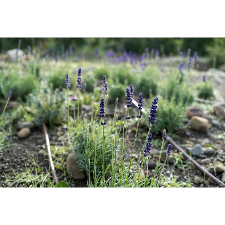 Plant Good Seed Ivan's Pride Lavender Seeds for Planting: Perennial  Container Plant, 50 Seed Packet