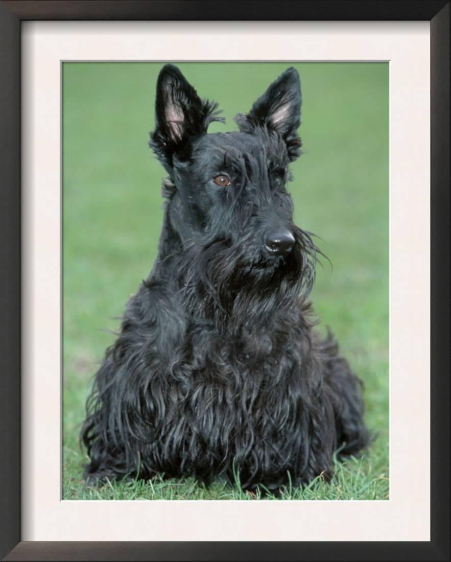 Scottish Terrier Framed Art Print Wall By De Meester 15 5x16 Scottish Terrier Framed Art Print Wall By De Meester 15 5x16
