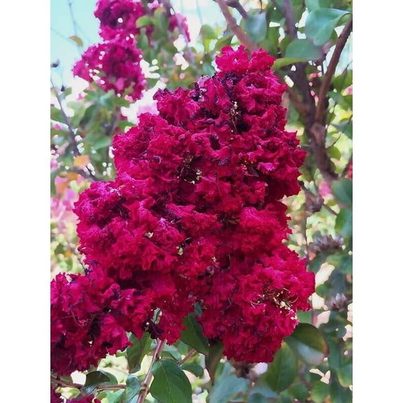 20 Dynamite Cape Myrtle Seeds Tree Flower Perennial Flowers Seed 1225 US SELLER