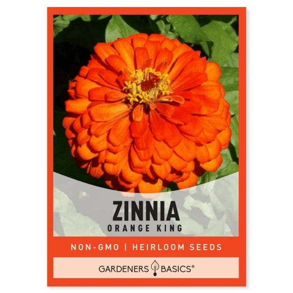 Zinnia Orange King Seeds