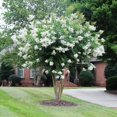 thumbnail image 4 of Crape Myrtle Natchez  20 Live Plants  Lagerstroemia Indica  Beautiful Low Maintenance White Blooming Flowering Tree, 4 of 9