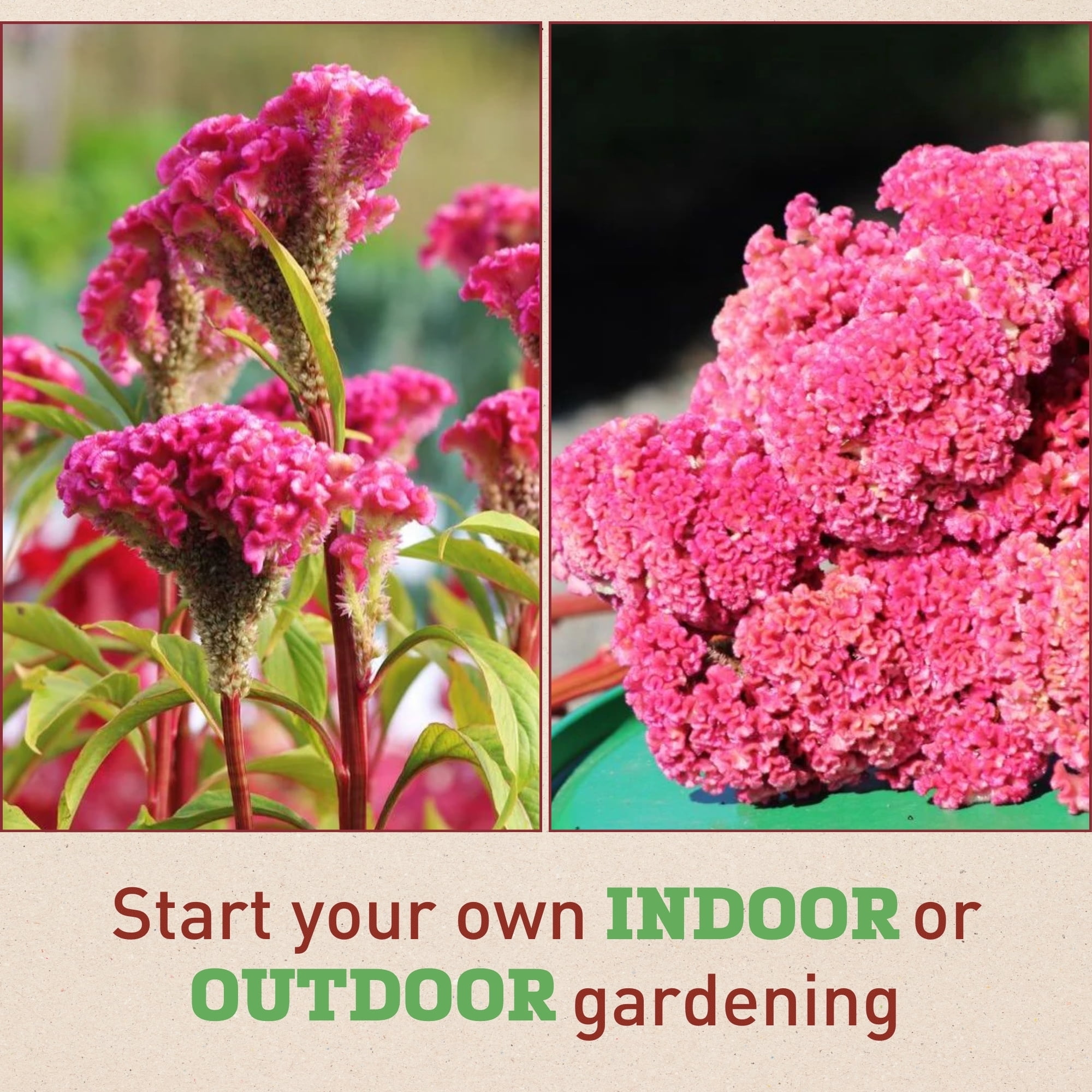 Harris Seeds Neo Pink Celosia Seeds, Bright Pink Blooms with Dark Stems for Cut Flower Gardens, Pelleted, 100 Count