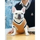 thumbnail image 2 of Fall/winter V-neck Pet Dog Cat Sweater Vest In College Style, 2 of 4