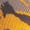 Gold, variant on Woodland Camo Elite Basketball Football Lacrosse proDRI Crew Socks (Black, X-Large)