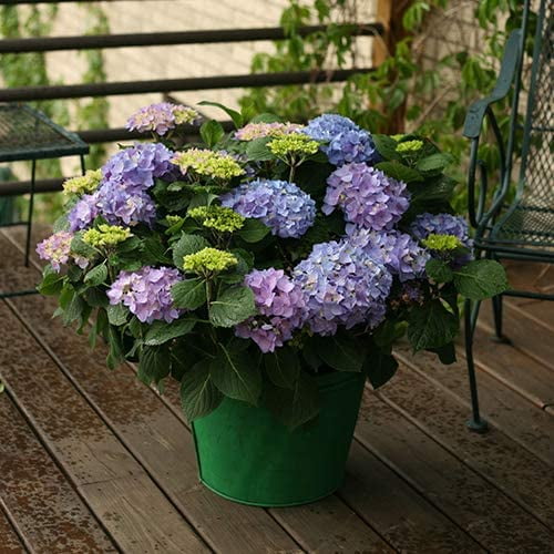 Proven Winners ColorChoice Let's Dance Rhythmic Blue Hydrangea