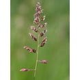 thumbnail image 2 of 1000 Variegated RIBBON GRASS Reed Canary Phalaris Arundinacea Pink Flower Seeds, 2 of 10