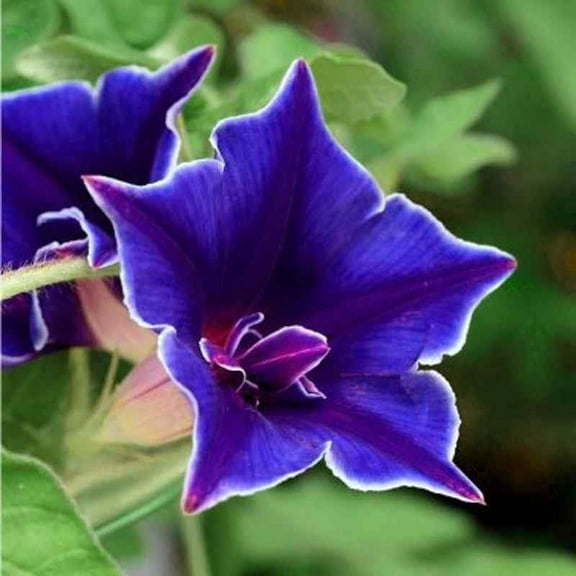 Outsidepride Morning Glory Blue Picotee - 100 Seeds