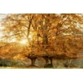 thumbnail image 2 of Van de Goor, Lars 24x17 Gold Ornate Wood Framed with Double Matting Museum Art Print Titled - Couple of Beeches, 2 of 4