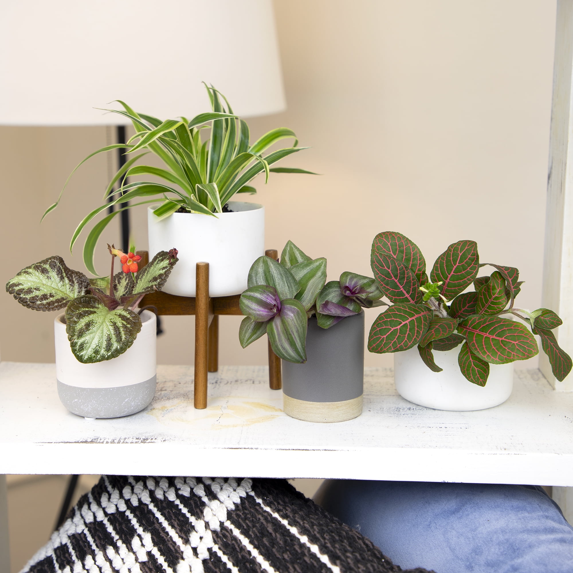 Premium House Plant (6-pack) - Easy Plants - Variegated & Unique - 2in. Grow Pots - Filtered Sun - Element by Altman Plants