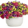 Proven Winners - 7.5 Gallon Multicolor Super Flower Mix Multi Combo Annual - Live Plants