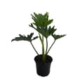 thumbnail image 2 of Little Hope Philodendron - House Plant - 6" Pot, 2 of 3