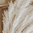 thumbnail image 6 of White Pampas Grass - 50 Pampas Stems of  Pampas Grass for Wedding, Home, and Event Decor - Dried Pampas Grass, 6 of 7