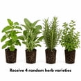 thumbnail image 2 of 4 Live Fragrant and Edible Herb Plants Combo, Random Assorted Varieties: Rosemary, Basil, Lemon Balm, Mint and Other Herbs, 2 of 6
