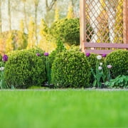 Perfect Plants 7 Gal. Japanese Boxwood - Hardy Evergreen Hedge Plant