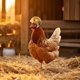 thumbnail image 5 of Juguetes de piscina, juguetes para bebés, juguetes para niños pequeños, sombrero protector con forma de cabeza de pollo, sombrero divertido de pollo, sombrero de pollito, casco de pollo, 5 of 5