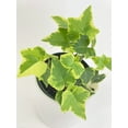 thumbnail image 5 of Algeriensis English Ivy Hedera Glacier Variegata - Live Air-Purifying Indoor Plant in Nursery Pot – Easy Care, Low Maintenance Houseplant for Home & Office Decor, Natural Air Cleaner, Best for, 5 of 13