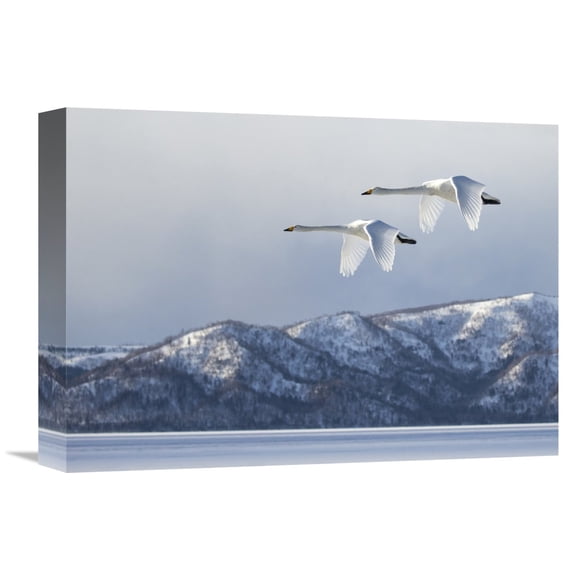 Global Gallery C.S. Tjandra 'Swan at Kussharo Lake' Canvas Wall Art