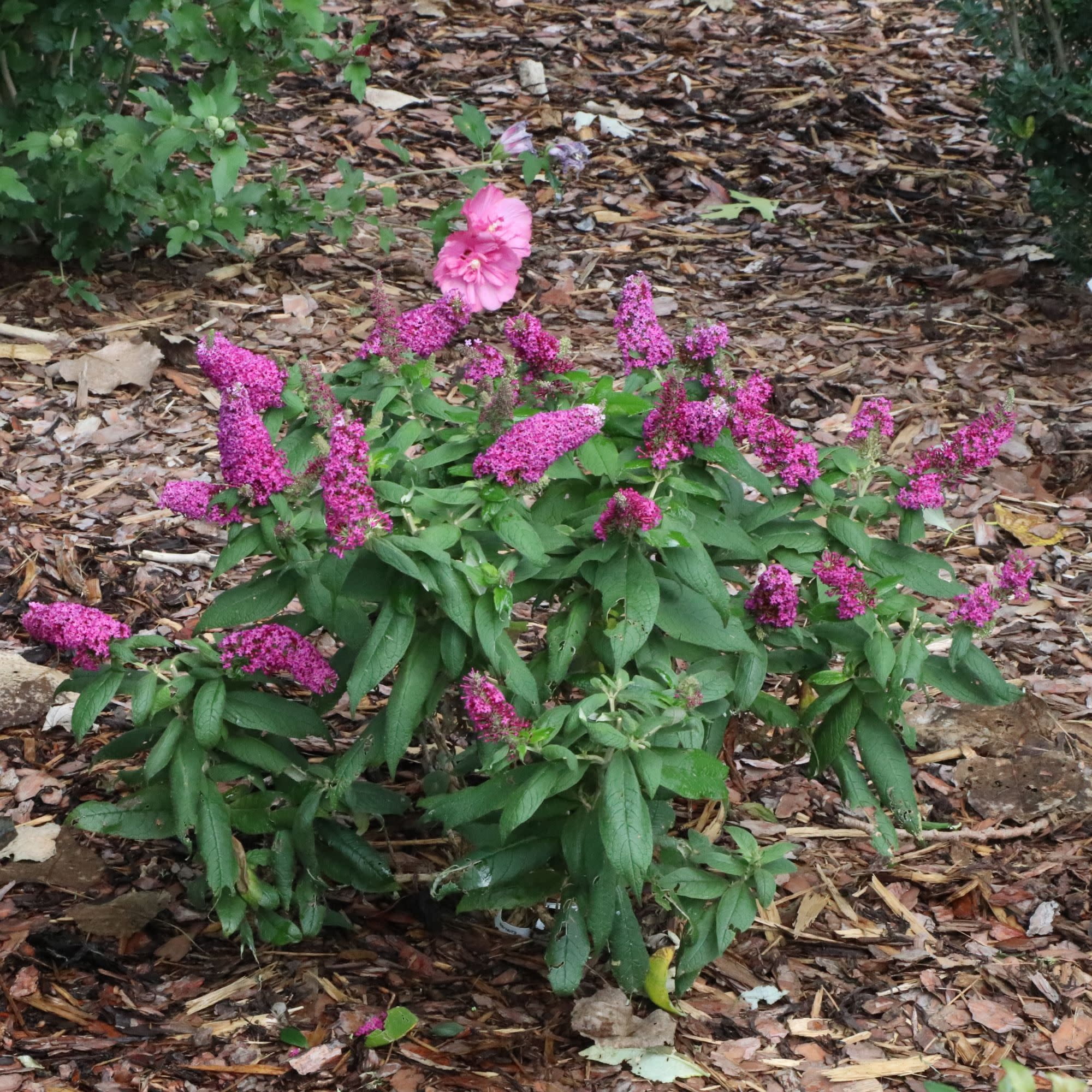 Proven Winners ColorChoice 5" Purple Pugster Pico Punch Butterfly Bush Live Plant in 4.5" Pot (4 Count)
