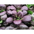 thumbnail image 2 of TomorrowSeeds - Purple Lady Bok Choy Seeds - 1000+ Count - For 2026 Planting Pak Choi USA Pok Choy, 2 of 7