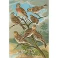 thumbnail image 3 of Johann Friedrich Naumann 14x18 Black Modern Framed Museum Art Print Titled - Acanthis Cannabina, Acanthis Flavirostris, 3 of 5