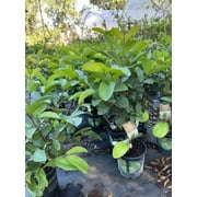 Ruby Supreme Red Guava tree air layered Tree. 3 Gallon pot. Ship to all states