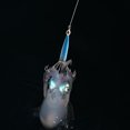 thumbnail image 3 of Señuelos de pesca que brillan en la oscuridad, calamares, señuelos de pesca, 8 garras, accesorio para aparejos de peces FLhrweasw  Nuevo, 3 of 6