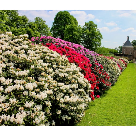 50 MIXED HYBRIDS RHODODENDRON spp. Mixed Colors - Red, Pink, Purple, White, Yellow, Orange Flower Sun or Shade Bush Shrub Seeds