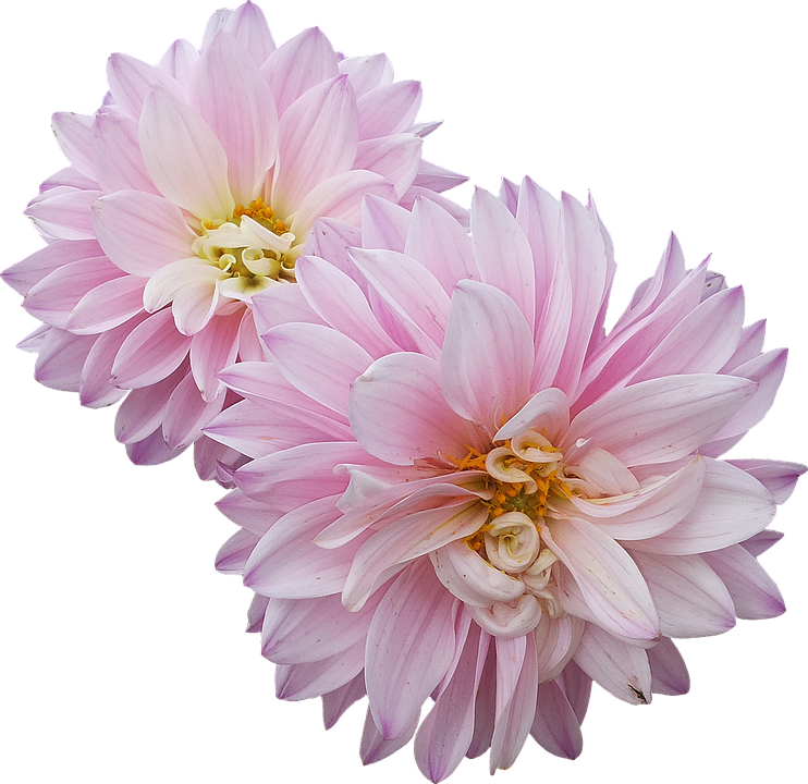 Flowers Dahlias Pink12 Inch BY 18 Inch Laminated Poster With Bright