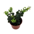 thumbnail image 4 of Twister Lipstick Plant - Aeschynanthus - 2.5" Pot, 4 of 4