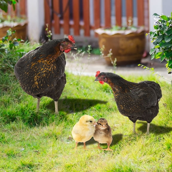 HONITANO 1Set Realistic Design Rooster And Hen Stake For Garden Ornament Outdoor Yard Decor 17.25X0.12X11.4In