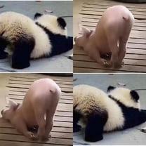 Fuel Filters 68157291AA   68436631AA for a 2019-2024 Ram Truck 6.7L