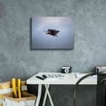 thumbnail image 6 of Epic Graffiti 'Bald Eagle Soas' by Epic Portfolio, Canvas Wall Art, 16"x12", 6 of 8
