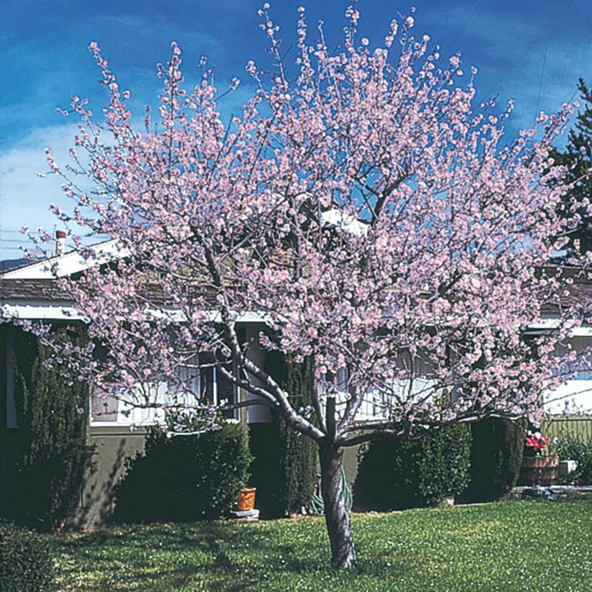 Hall's Hardy Almond Dormant Bareroot Nut 2 to 3 ft. tall Starter Tree