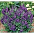thumbnail image 2 of Marcus Dwarf Salvia - Deep Dark Purple- Meadow Sage - Live Plant - Quart Pot, 2 of 2