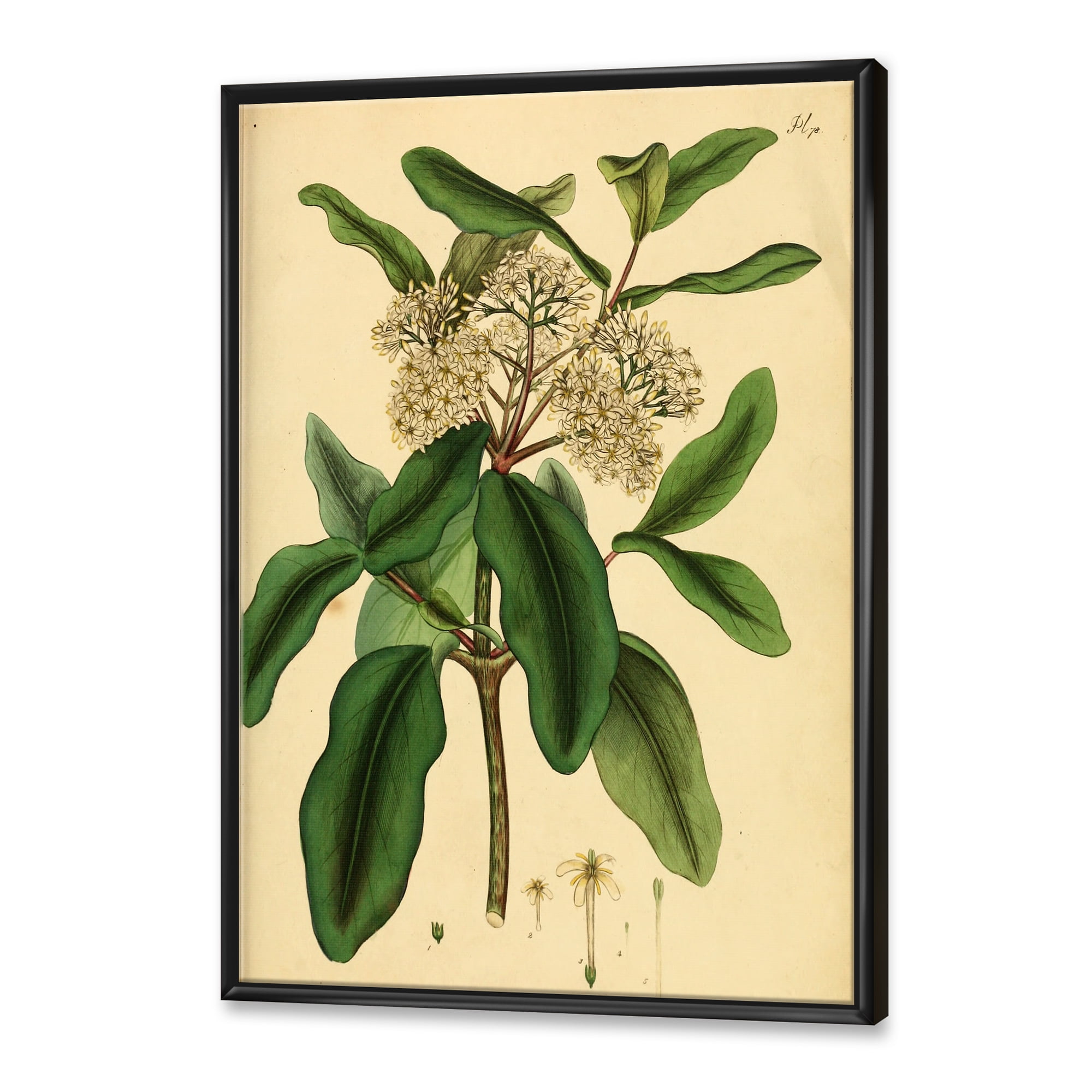 Designart 'Ancient Plant Life I' Traditional Framed Canvas Wall Art Print