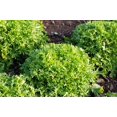 thumbnail image 5 of TomorrowSeeds - Tres Fine Endive Seeds - 1000+ Count - For 2026 Planting Frisee Narrow Leaved Thin, 5 of 9