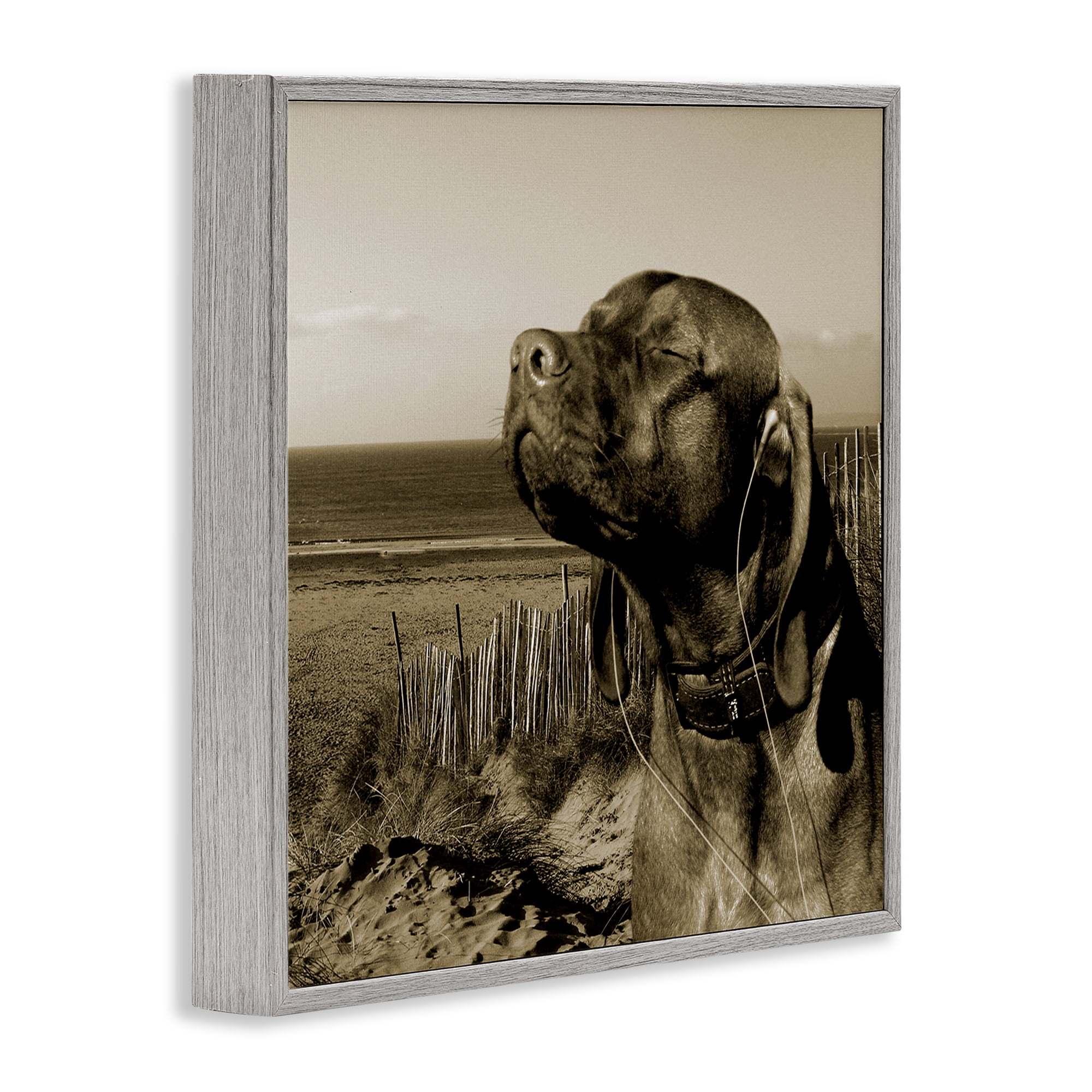 Stupell Industries Relaxed Dog with Music Animals & Insects Photography Gray Framed Art Print Wall Art, 17 x 17