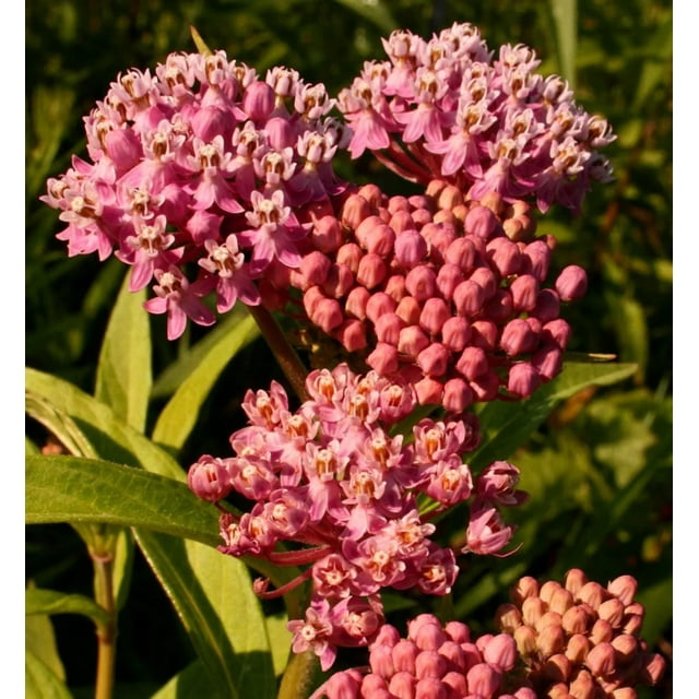 75 RED SWAMP MILKWEED Asclepias Incarnata Flower Seeds