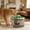 Green, variant on VAIFTILNO 5.9in Cat Water Fountain, Automatic Filter Circulating Fountain, Power Saving Quiet Pet Water Feeder for Cats and Small Dogs, Easy Clean (More Colors)